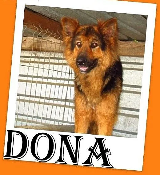 Owczarek niem. suka DONA dla miłośnika rasy.ADOPCJ