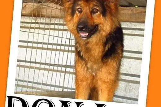 Owczarek niem. suka DONA dla miłośnika rasy.ADOPCJ