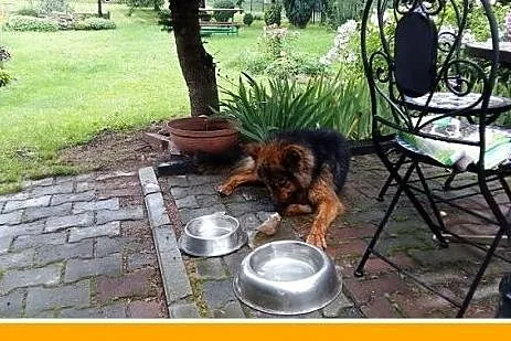 Owczarek niem. suka DONA dla miłośnika rasy.ADOPCJ