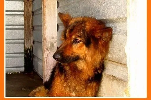 Owczarek niem. suka DONA dla miłośnika rasy.ADOPCJ