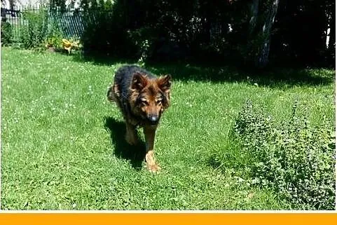 Owczarek niem. suka DONA dla miłośnika rasy.ADOPCJ