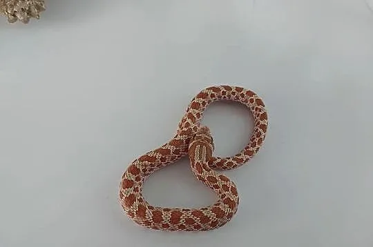 Weżę Heterodon zachodni, Pomorskie, Reda