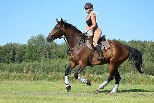 Sprzedam klacz do sportu, , 