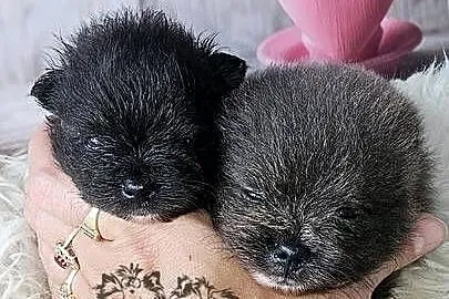 Pomeranian Szpic Miniaturowy piesek Blue&White dla Konsenera.