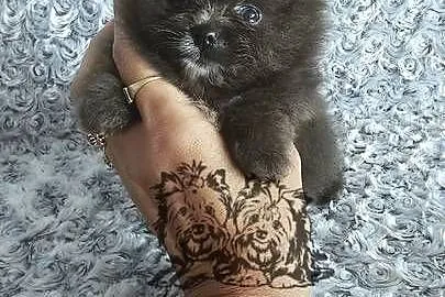 Pomeranian Szpic Miniaturowy piesek Blue&White dla Konsenera., Łódzkie, Sędziejowice