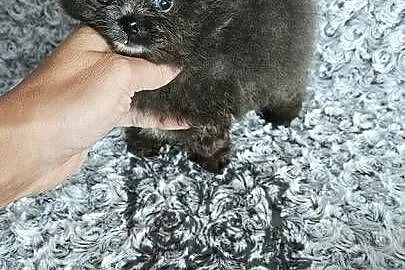 Pomeranian Szpic Miniaturowy piesek Blue&White dla Konsenera., Łódzkie, Sędziejowice