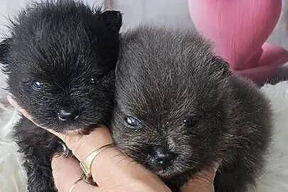 Pomeranian Szpic Miniaturowy piesek Blue&White dla Konsenera., Łódzkie, Sędziejowice