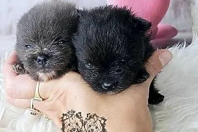 Pomeranian Szpic Miniaturowy piesek Blue&White dla Konsenera., Łódzkie, Sędziejowice