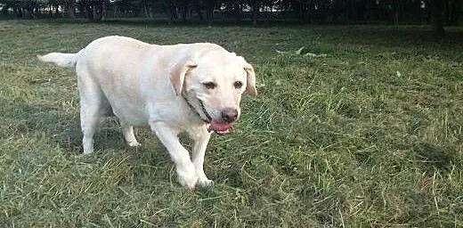 Sonia, kochana biszkoptowa labradorka szuka domu.,