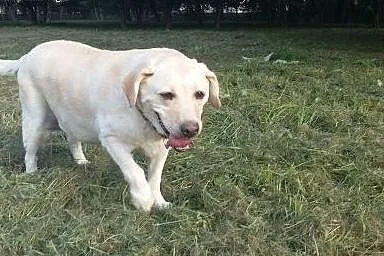 Sonia, kochana biszkoptowa labradorka szuka domu.,