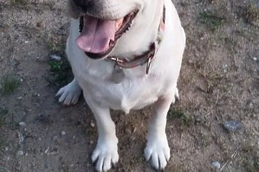Sonia, kochana biszkoptowa labradorka szuka domu.,