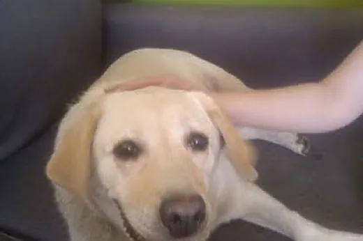 Sonia, kochana biszkoptowa labradorka szuka domu.,