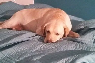 Sonia, kochana biszkoptowa labradorka szuka domu.,