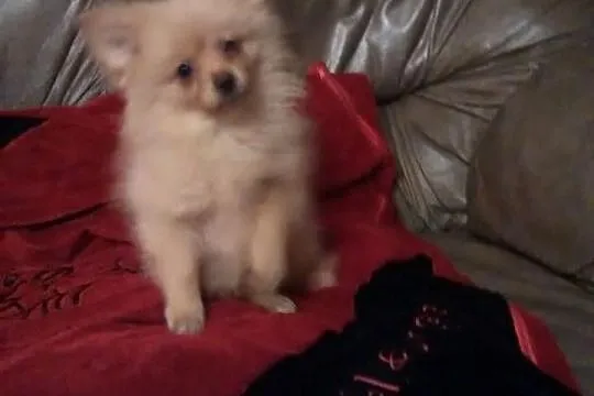 Szpic pomeranian-piesek