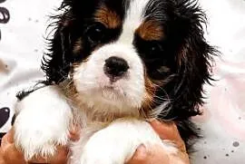 Cavalier King Charles Spaniel