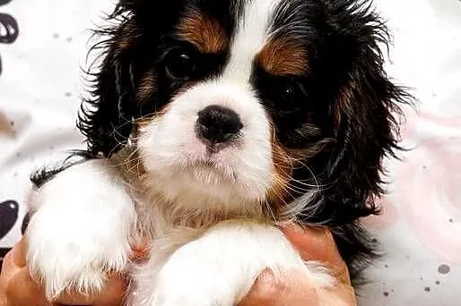 Cavalier King Charles Spaniel