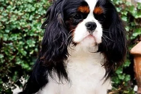 Cavalier King Charles Spaniel, Śląskie, Koziegłowy