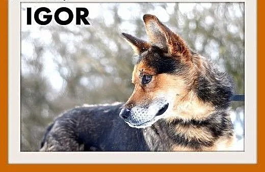 IGOR,mini owczarek,przyjazny,towarzyski,wesoły pie