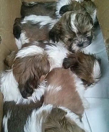 Shih tzu szczeniaczki