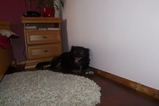 BĄBELEK piesek zabrany z ulicy, marzy o domu na za