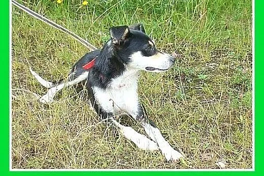 10kg,delikatna,średnia,łagodna,wesoła suczka CELIN