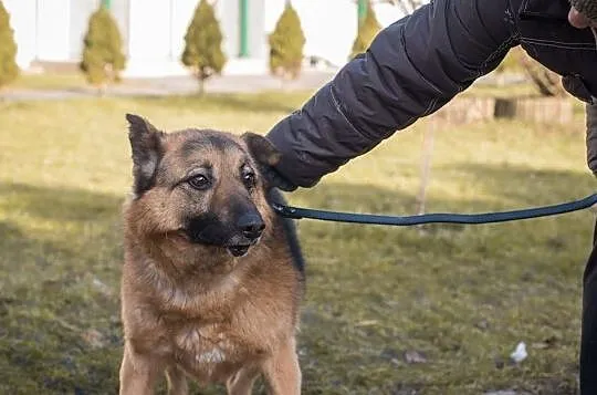 Ziutek-tyle lat czeka, aby ktoś go pokochał!, , Kłomnice