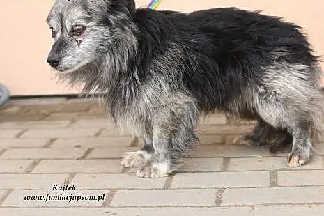 Kajtek - nieśmiały kudłaczek,  mazowieckie Nowy Dw