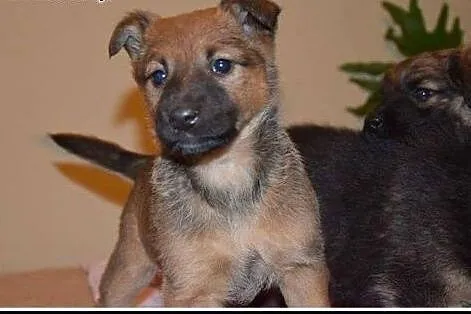 3mies. urocza ZARA - dom potrzebny od zaraz !,  Ku