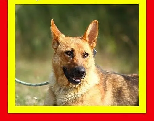 Idealna na spacery,wesoła,przyjazna,pogodna,suczka