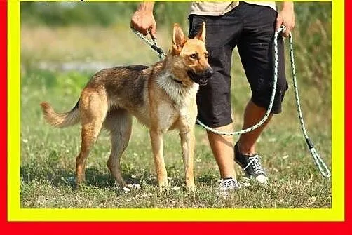 Idealna na spacery,wesoła,przyjazna,pogodna,suczka