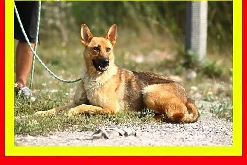 Idealna na spacery,wesoła,przyjazna,pogodna,suczka