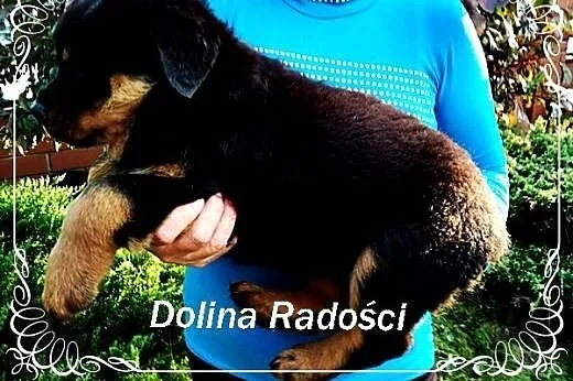 Rottweiler po championie FCI,  łódzkie Radomsko