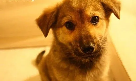 Szukasz szczeniaczka? Adoptuj Kizię :), mazowieck