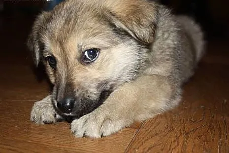 Szukasz szczeniaczka? Adoptuj Kizię :),  mazowieck