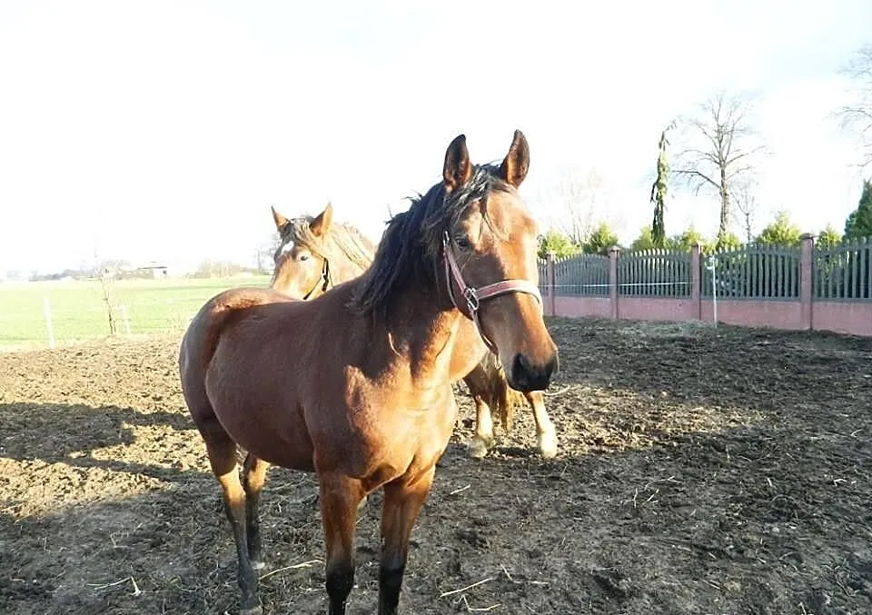 Sprzedam lub zamienie