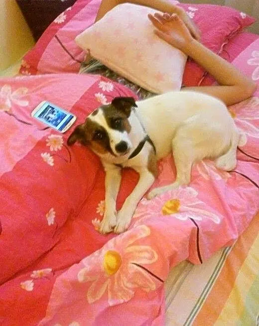 Łatuś do adopcji.Psiak,który kocha dzieci, lubels