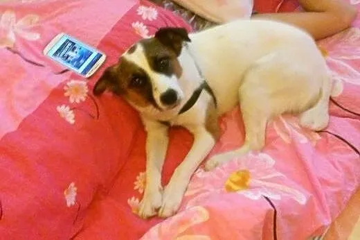 Łatuś do adopcji.Psiak,który kocha dzieci,  lubels