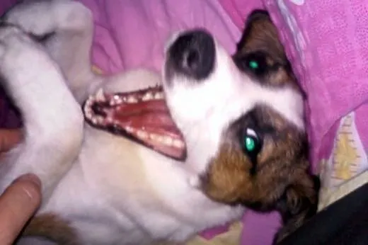Łatuś do adopcji.Psiak,który kocha dzieci,  lubels