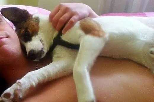Łatuś do adopcji.Psiak,który kocha dzieci,  lubels