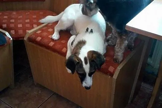 Łatuś do adopcji.Psiak,który kocha dzieci,  lubels