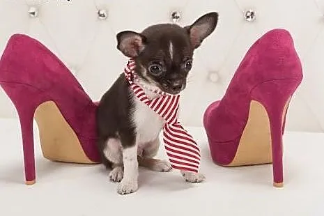 Chihuahua o imieniu Koko,  rodowód ZKwP/FCI, maleń