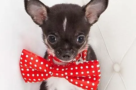 Chihuahua o imieniu Koko,  rodowód ZKwP/FCI, maleń