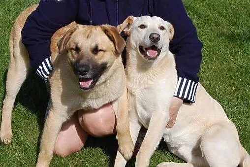 Bracia Coen i Bono szukają domu! (osobno).,  mazowieckie Warszawa
