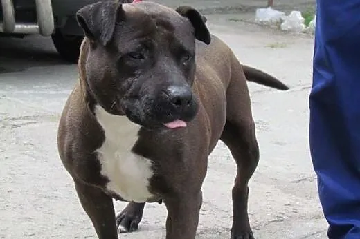 Tara - amstafka do adopcji,  śląskie Katowice