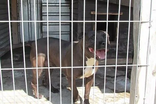 Tara - amstafka do adopcji,  śląskie Katowice