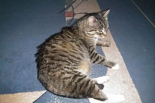 Piękna bezimienna, bardzo potrzebuje domu_