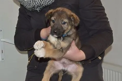 Wiesio, słodki MALUSZEK, szczeniak do adopcji, Kundelki cała Polska