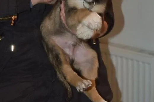 Wiesio, słodki MALUSZEK, szczeniak do adopcji,  Ku
