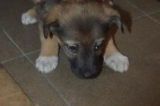 Wiesio, słodki MALUSZEK, szczeniak do adopcji,  Ku