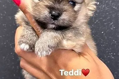 Szpic miniaturowy (Pomeranian) – samiec typu MIŚ